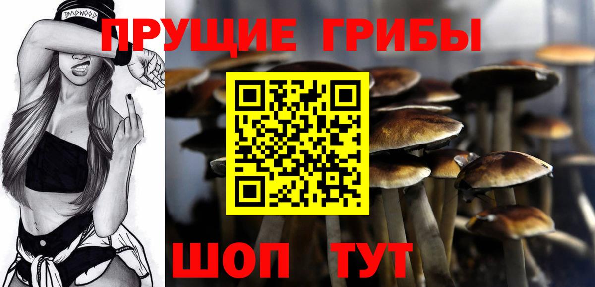 Псилоцибиновые грибы Psilocybe Моздок